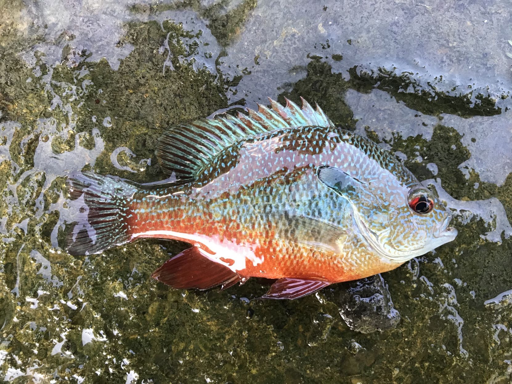 Sunfish, Longear (San Antonio, TX).JPEG